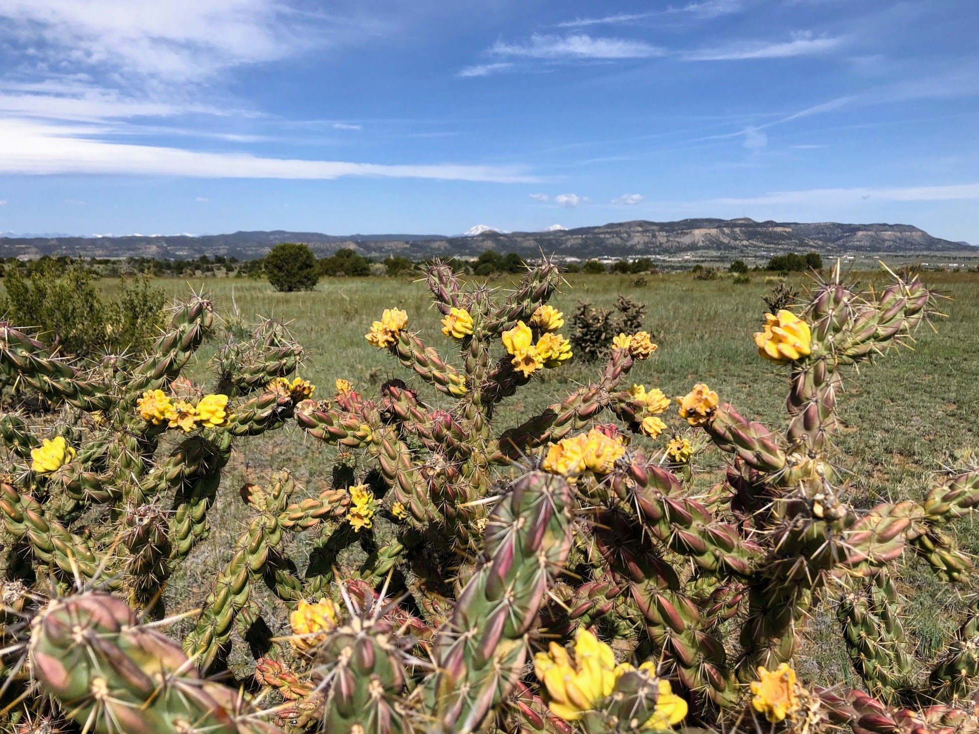 Spiky cacti with flowers in the foreground, a field and hills in the background.