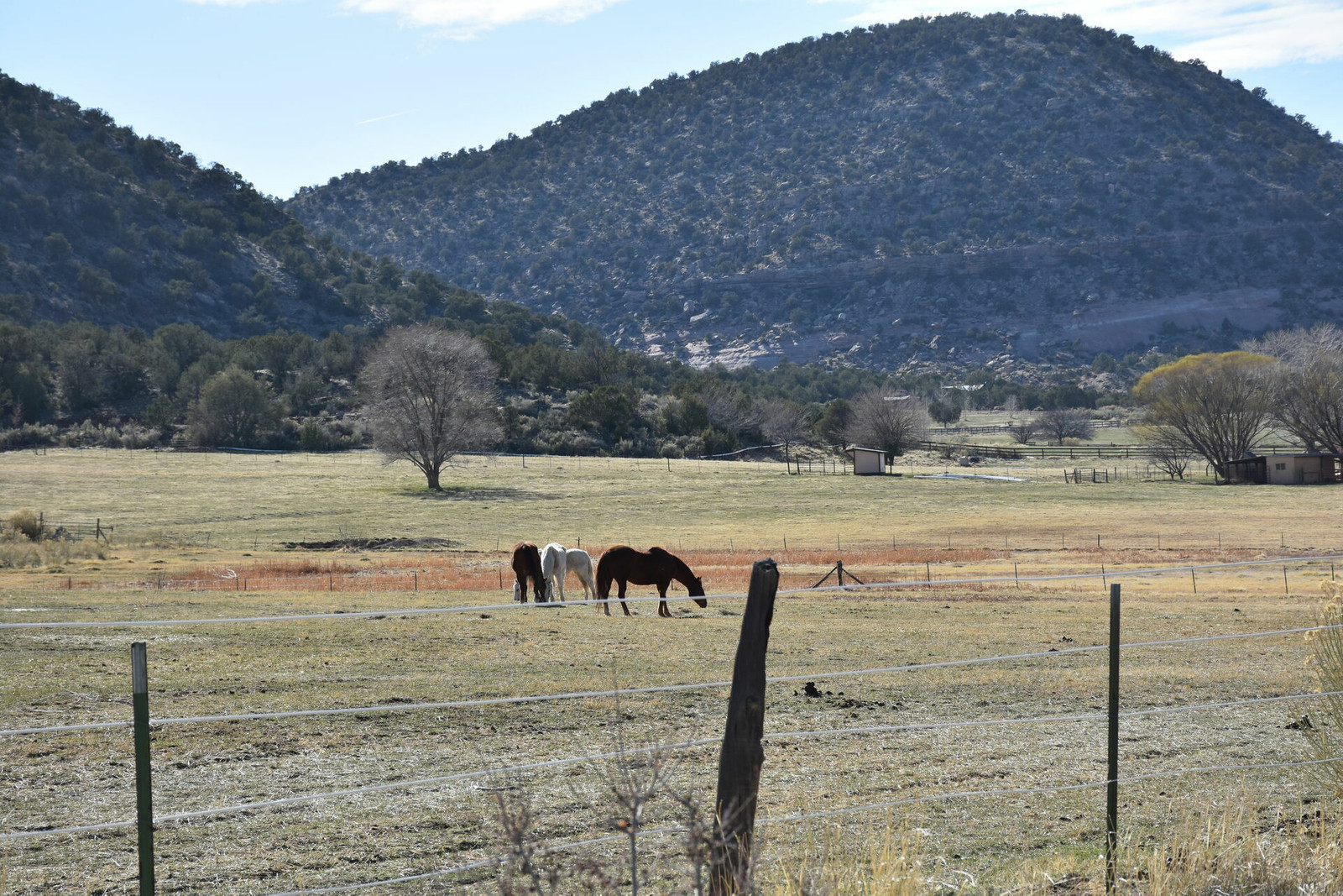 A field with three horses grazing in it. A large hill covered in brush is in the background.