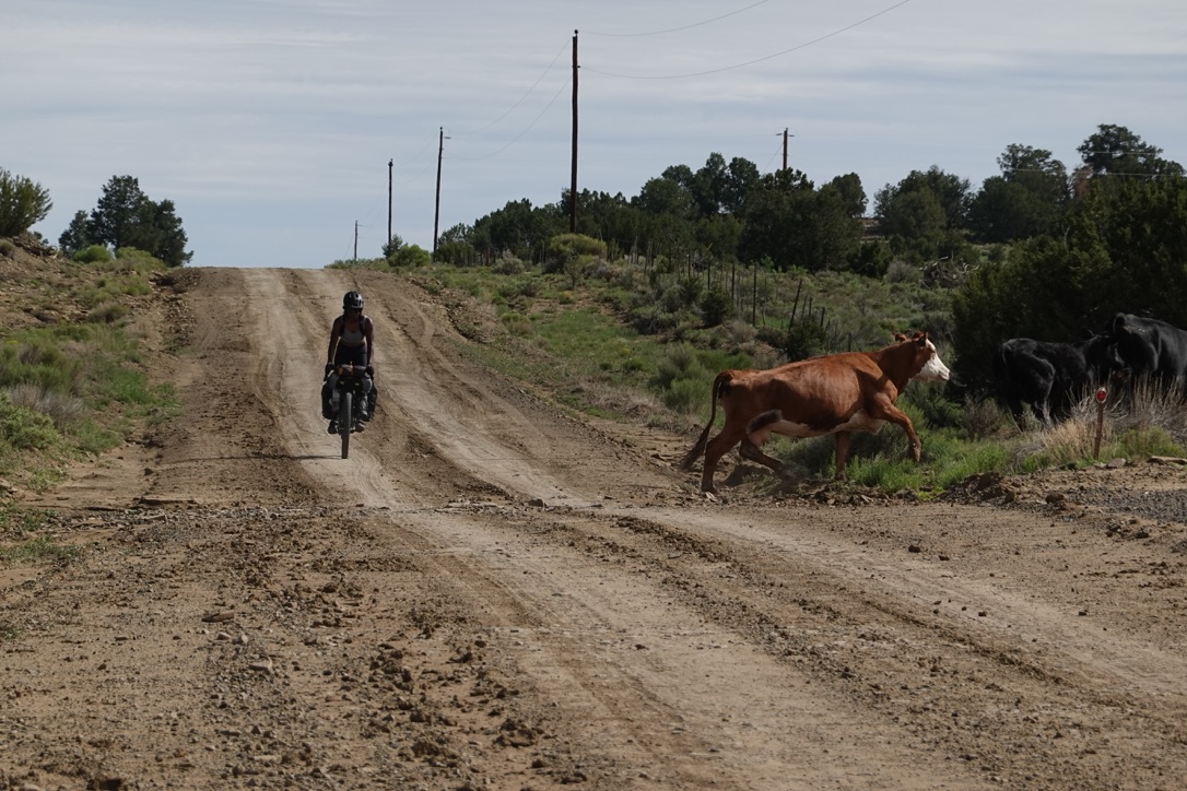 A person riding a dirt road toward the camera. Closer to the foreground are a couple of cows runing away from the dirt toward the scrub on the right side of the frame.