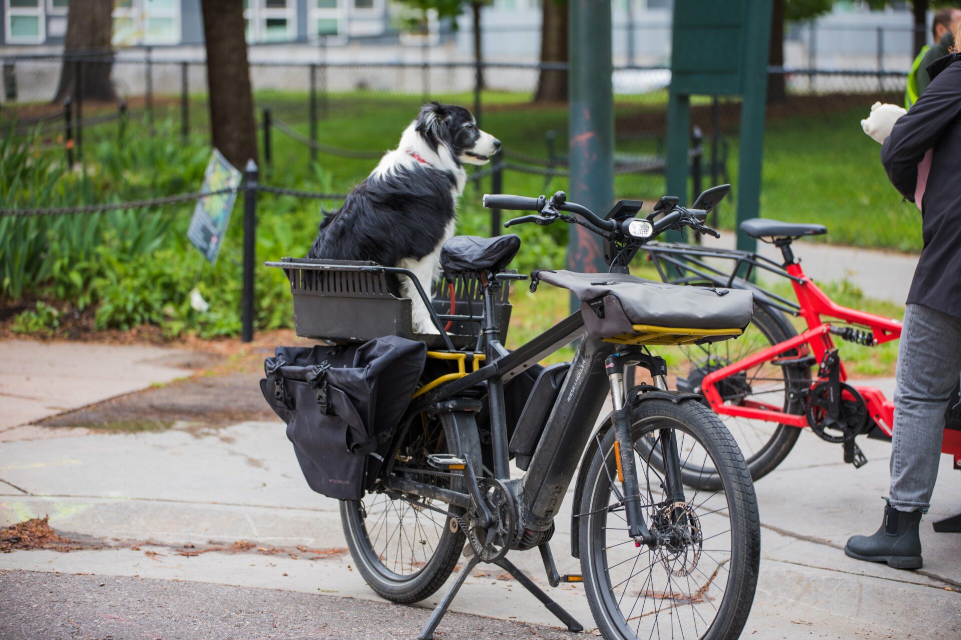 A dog sitting in the back of an e-bike.